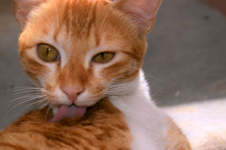 Cat, Kitten, Animal, Pet, Kitty, adorable, cute, domestic cat HD wallpaper