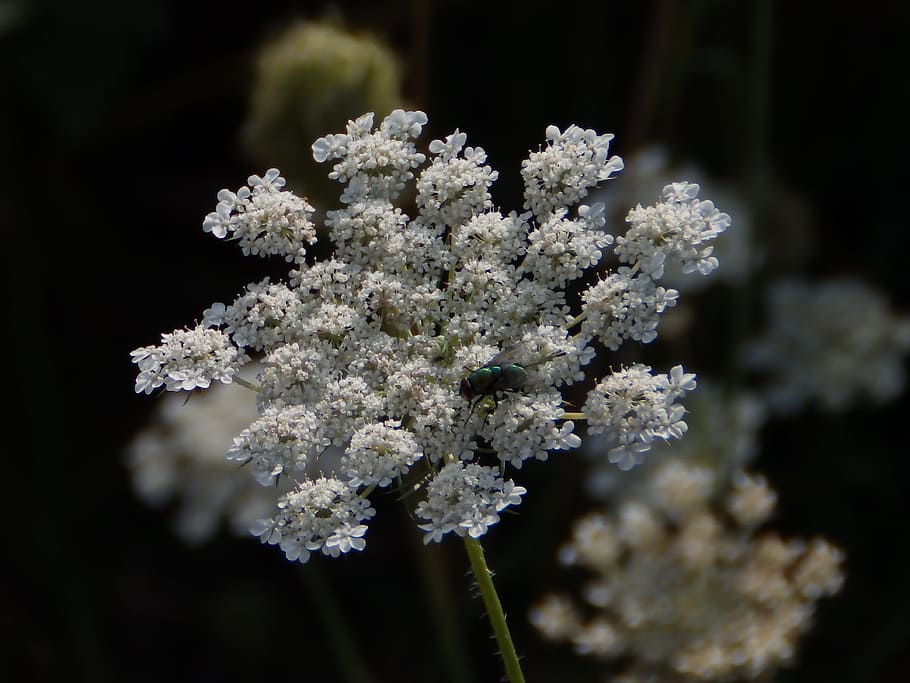 Apiaceae, Flower, Nature, White, Fly, white blossom, wild flower HD wallpaper
