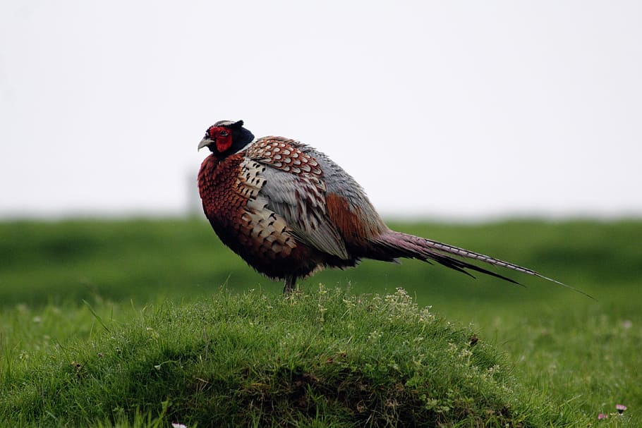 Birds, Pheasant, Animal, Wildlife, nature, colorful, male, feather, HD wallpaper