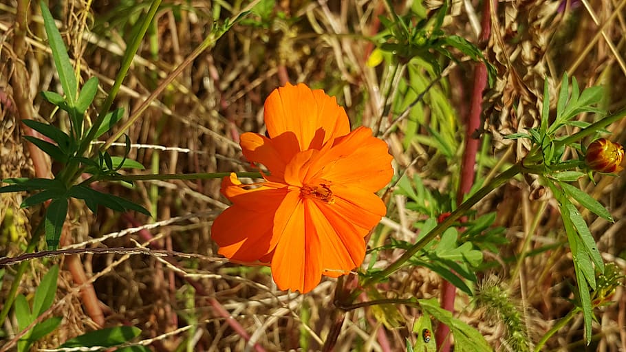 flowers, wildflower, plant, flowering plant, freshness, orange color HD wallpaper