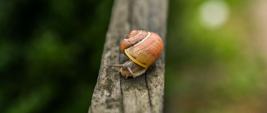 snail, nature, animal wildlife, animal themes, animals in the wild HD wallpaper