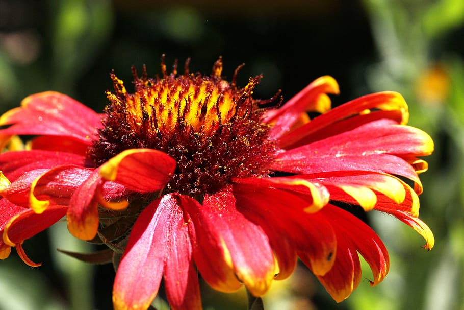 Flower, Flora, Nature, Colorful, red, macro, petal, plant, flower head HD wallpaper