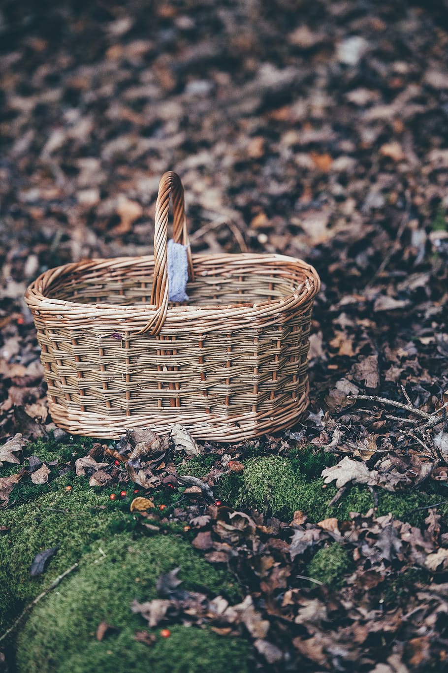 green, grass, leaf, fall, outdoor, nature, container, basket HD wallpaper