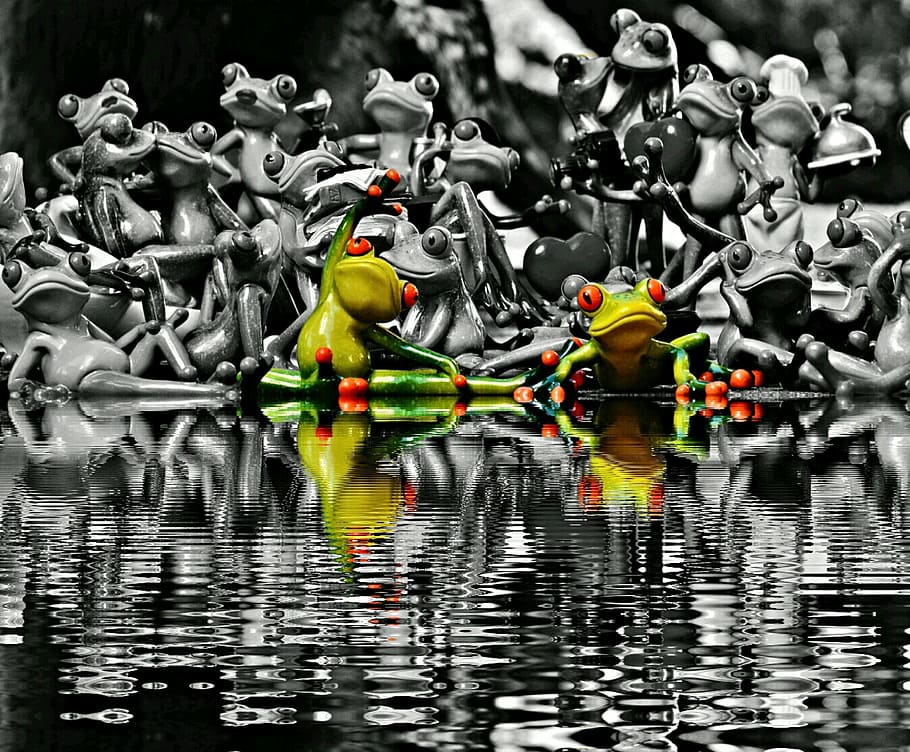 frogs, many, group, collection, mirroring, water, bank, cute HD wallpaper