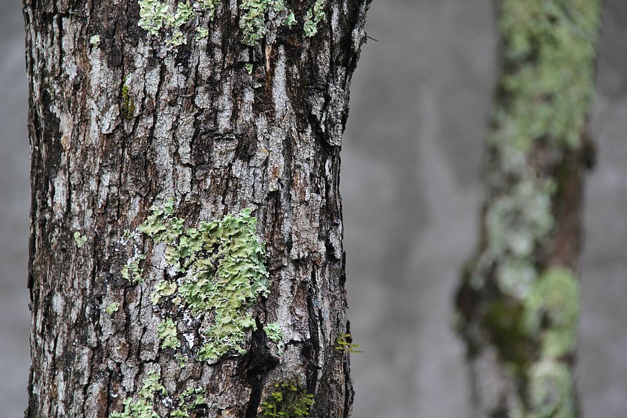 tree, nature, park, forest, wood, walnut, trunk, old, dry, tree trunk HD wallpaper