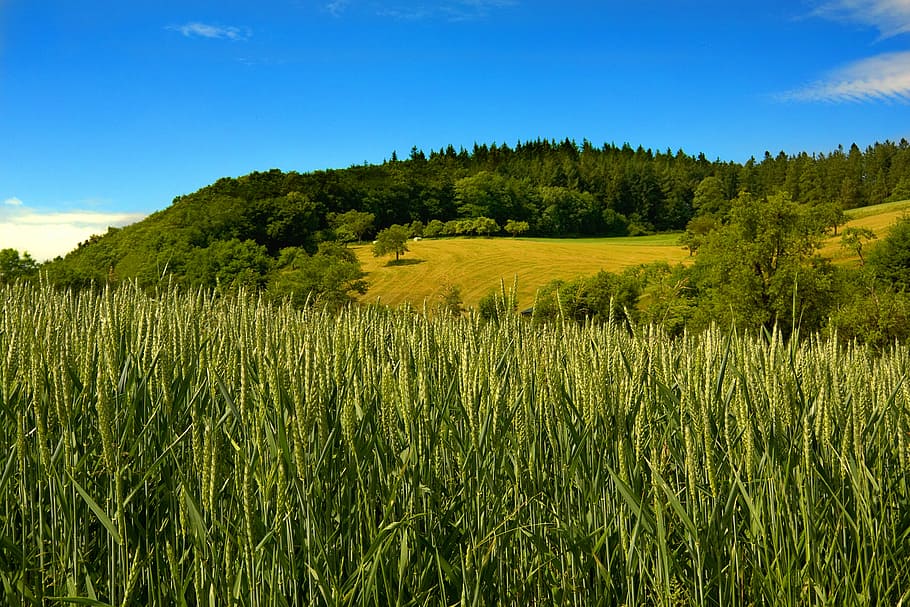 Cereals, Fields, Agriculture, sky, summer, nature, harvest HD wallpaper
