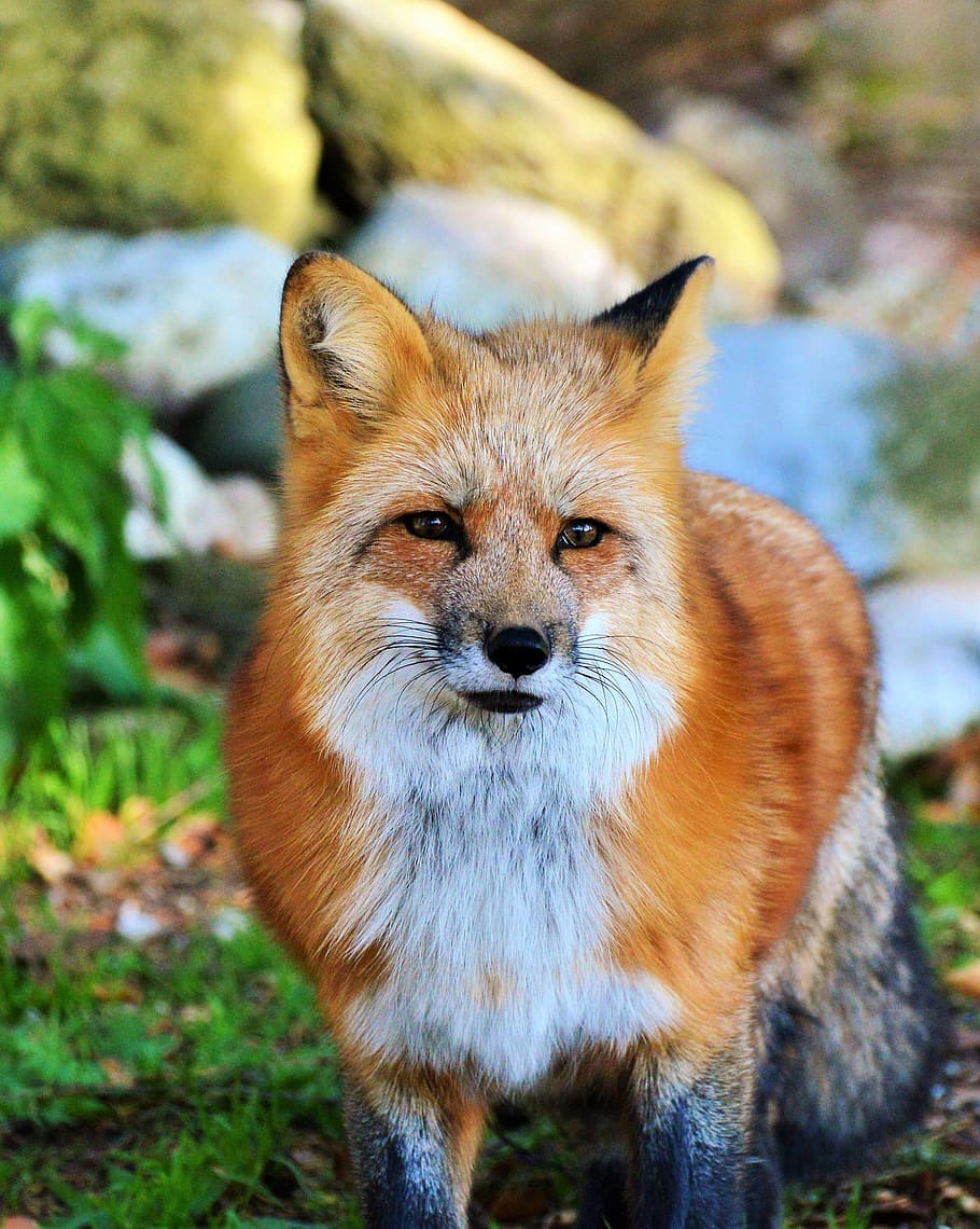 white and brown fox, fuchs, red fox, predator, reddish fur, wild animal, HD wallpaper