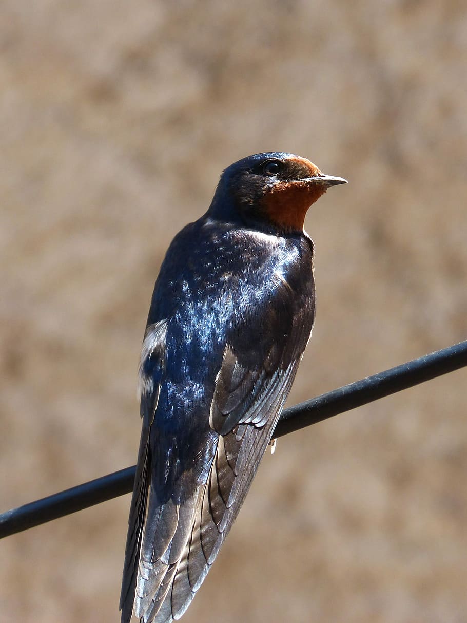 swallow, hirundo rustica, oreneta, cable, shimmering, observe HD wallpaper