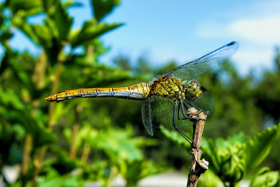 dragonfly, insect, wing, creature, nature, flight insect, one animal HD wallpaper