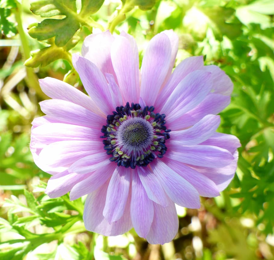 flower, purple, pink, spring, garden, nature, petals, rod, leaves HD wallpaper