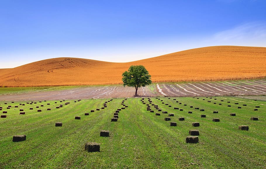 tree, fields, landscape, nature, sky, away, grass, pathway HD wallpaper