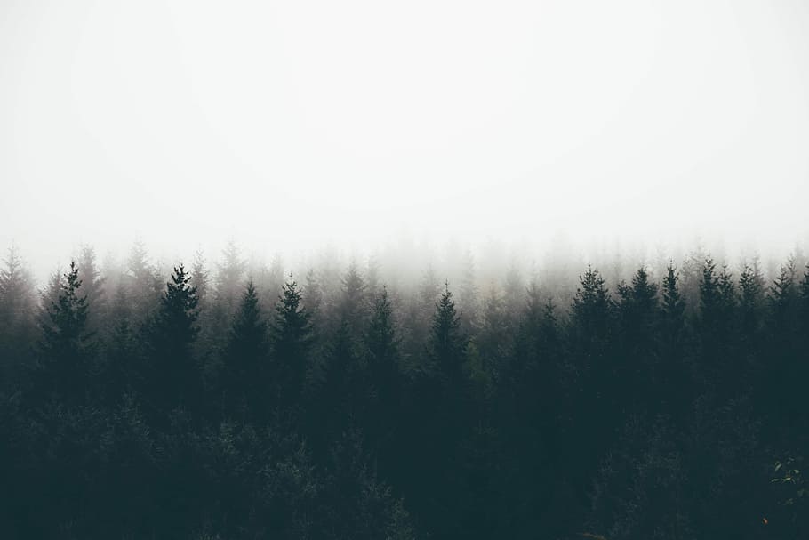 silhouette of trees covered by fogs, fog in forest, mist, white HD wallpaper