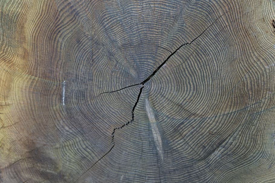 annual rings, age, tree, tribe, wood, textured, backgrounds HD wallpaper