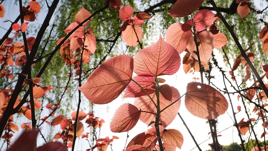 Leaf, Red Leaves, one person, mid adult, adults only, people HD wallpaper
