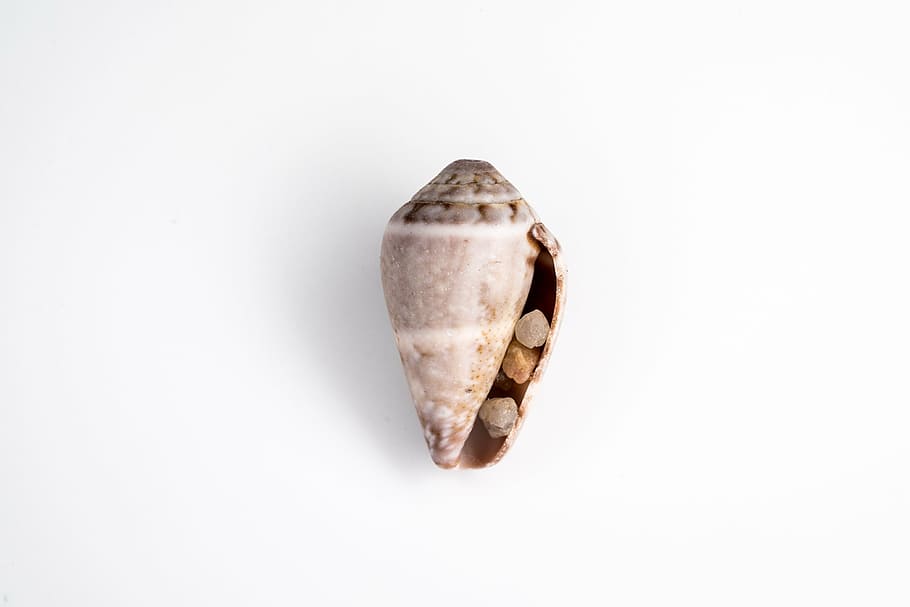shell, sea, clam, stones, pebbles, sea ​​stones, sea ​​sand HD wallpaper