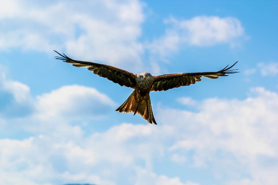 low angle photo of hawk, bird, flight, eagle, birds, one animal HD wallpaper