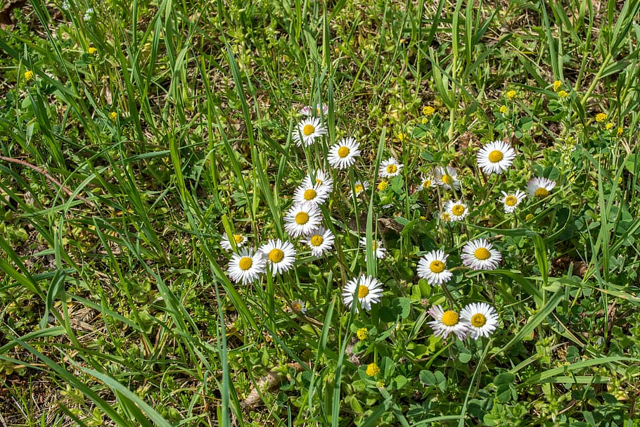 daisy, grass, white, green, yellow, spring, bloom, plant, flower HD wallpaper