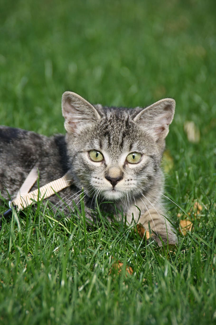 cat, meadow, sun, kitten, wheel, leash, grass, portrait, curious HD wallpaper