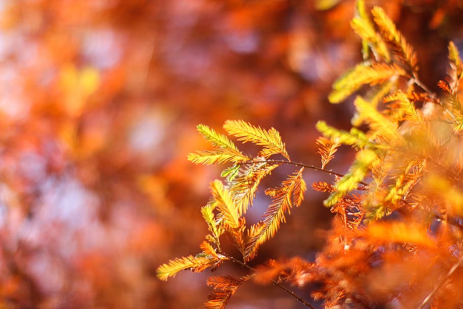 pine, spring, trees, forest, scenic views, plant, feng bi, mountain HD wallpaper