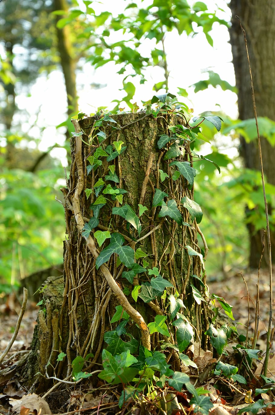 tree-trunk, vines, leaf, nature, natural, plant, leaves, growth HD wallpaper
