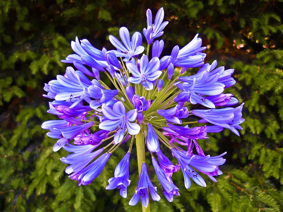 flower, macro, flourished, close, plant, nature, flowering plant HD wallpaper