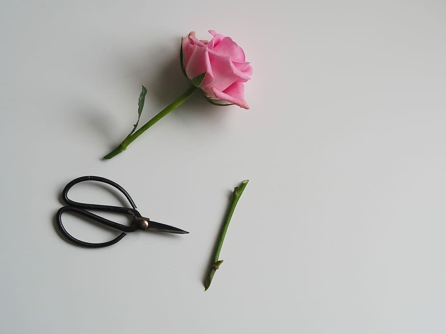 pink rose flower beside black scissor on white surface, cut stem of pink rose on white surface with black scissor HD wallpaper