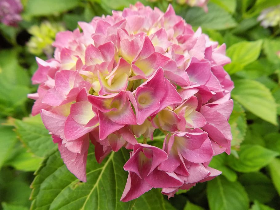 flower, hydrangea, pink, plant, garden, flowering plant, pink color HD wallpaper