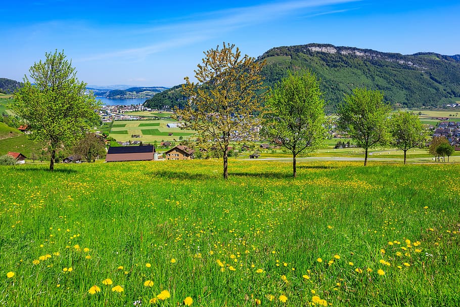 green leafed trees during daytime, stanserhorn, lake lucerne, HD wallpaper