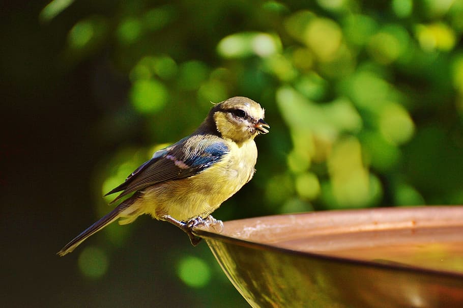Tit, Water, Drink, Thirst, Sweet, Cute, blue tit, bird, feather HD wallpaper