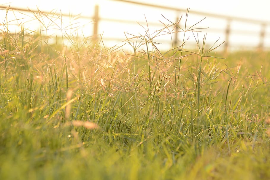 colorful, solar, herbs, summer, environmental, growth, wild herb HD wallpaper