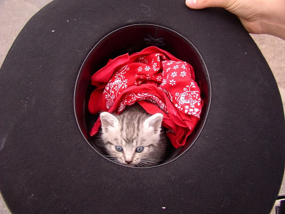 cat, kitten, zimmermann, mammal, domestic, hand, pets, human hand HD wallpaper