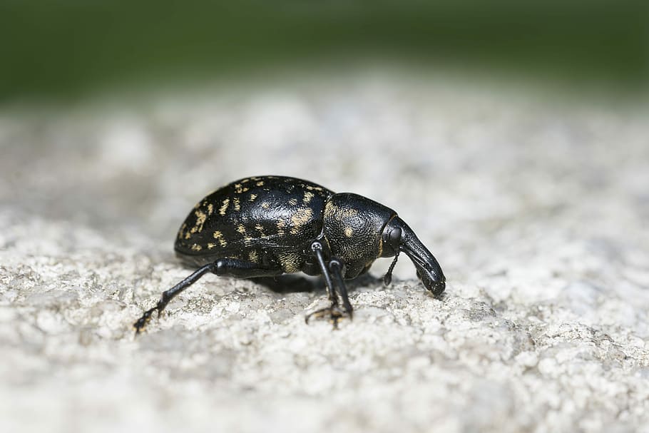 insect, beetle, nature, macro, stone, rock, animal themes, animal wildlife HD wallpaper