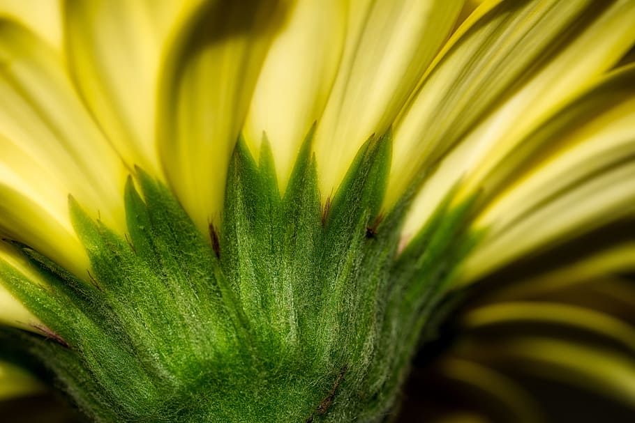 Gerbera, Flower, Blossom, Bloom, Yellow, nature, macro, colorful HD wallpaper