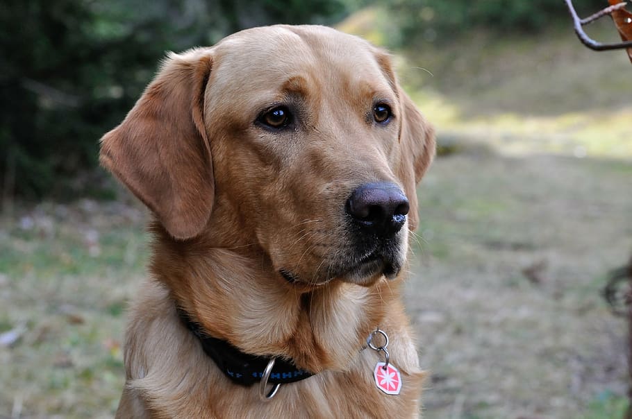 close-up photograph of adult golden retriever, dog, labrador HD wallpaper