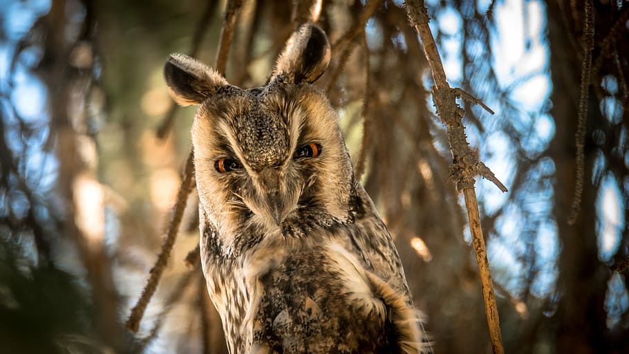 owl, bird, nature, predator, night bird, beak, forest, eyes HD wallpaper