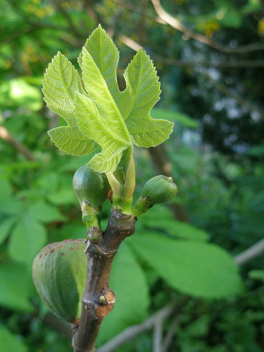 fig, fruit, leaves, green, spring, plant, growth, plant part HD wallpaper
