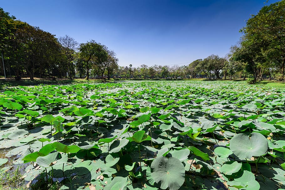 myanmar, lotus, lake, yangon, kandawgyi, rangoon, plant, sky, HD wallpaper