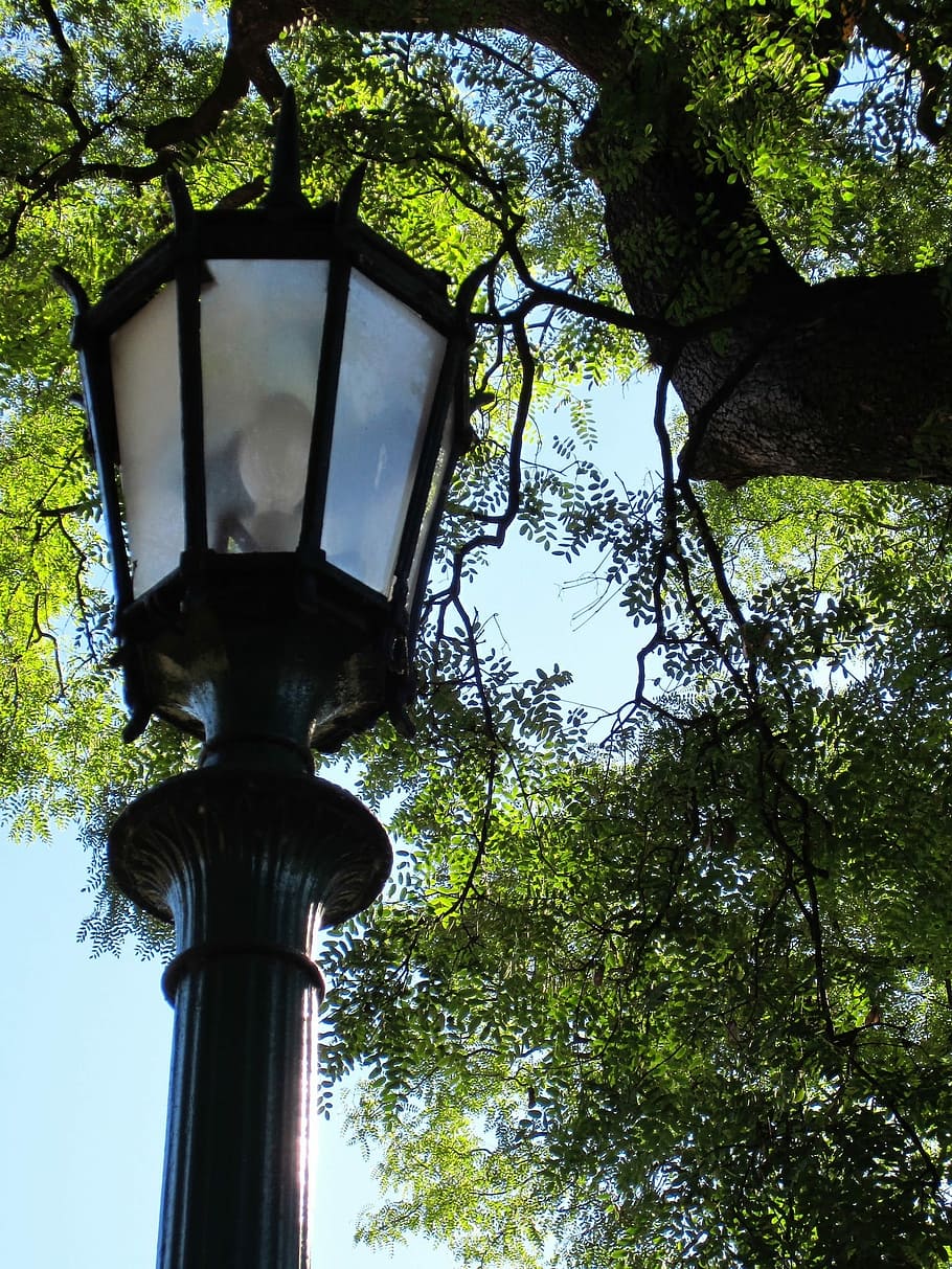 Lantern, Tree, Trees, park, urban, cultural, plaza, green, no people HD wallpaper