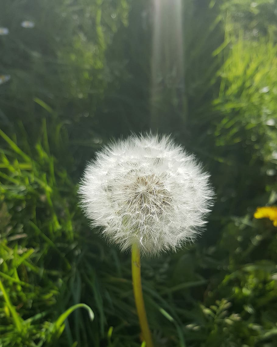 Dandelion, Sun Ray, Ray, Flower, growth, fragility, nature HD wallpaper