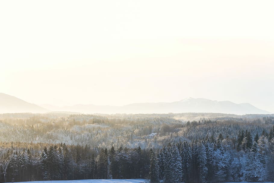 green leafed trees, aerial photo of pine trees covered with snow at daytime HD wallpaper