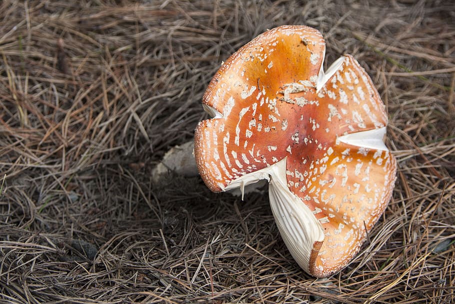 mushroom, rustic, poisonous, orange, brown, food, food and drink HD wallpaper