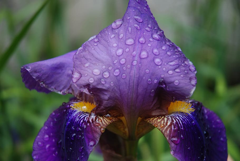 purple iris flower, violet, garden, nature, spring, dew drop HD wallpaper