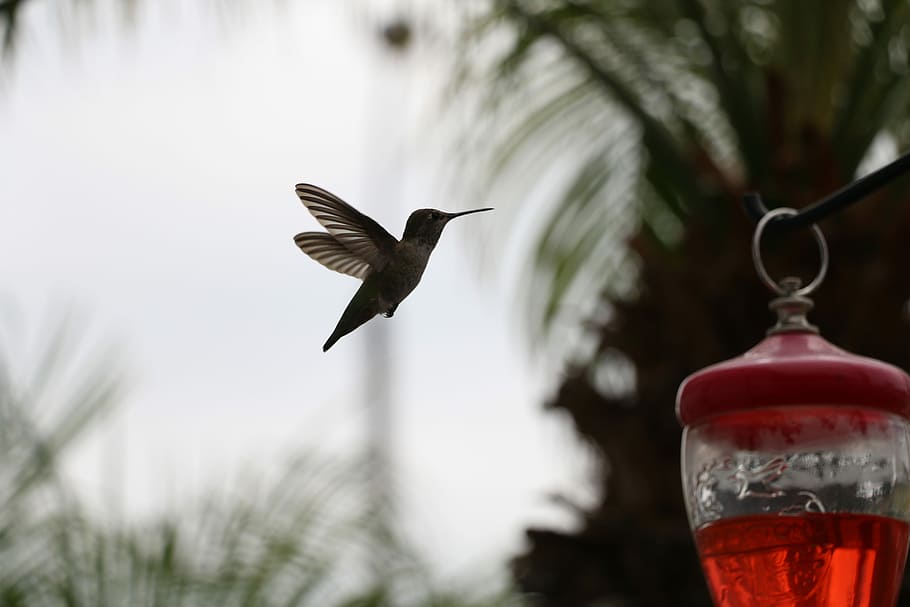 hummingbird flying near clear glass bottle hanged on black rope HD wallpaper