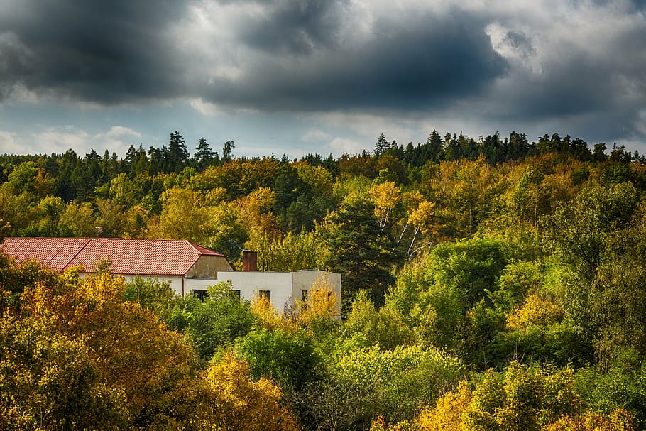 forest, building, heaven, hdr, nature, autumn, tree, outdoors HD wallpaper