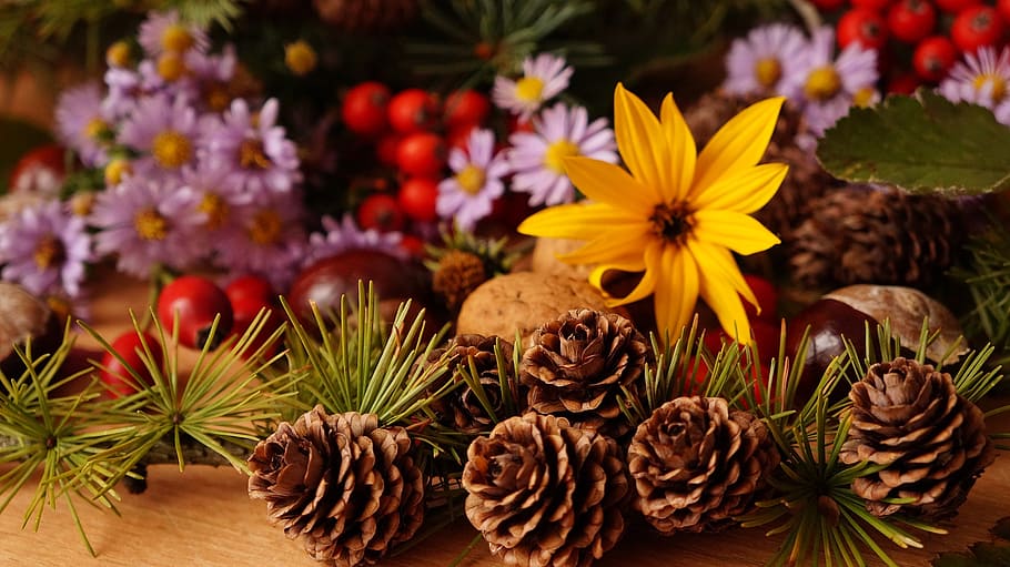 composition, plants, flowers, fruit, rowan, ornamental sunflower HD wallpaper