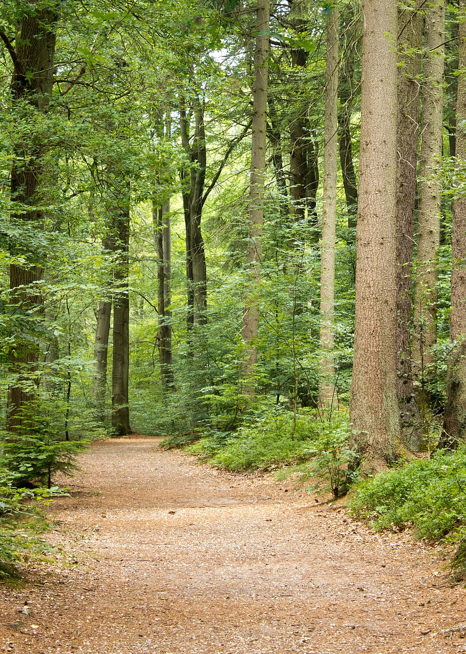 forest, nature, path, trees, road, landscape, walking path HD wallpaper