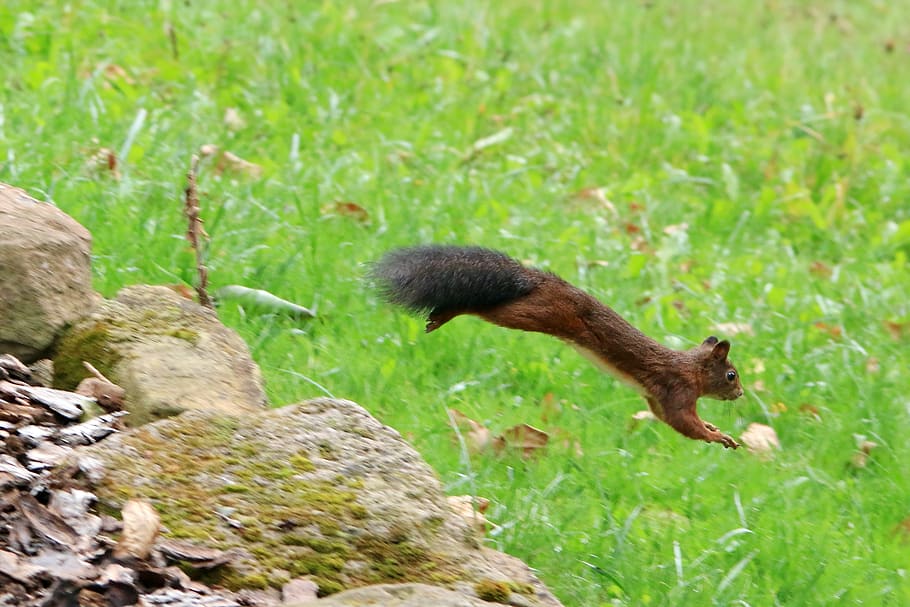squirrel, jumps, green, grass, meadow, animal, animal themes HD wallpaper