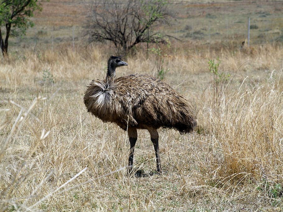 emu bird, mpumalanga, south africa, animals in the wild, animal wildlife, HD wallpaper