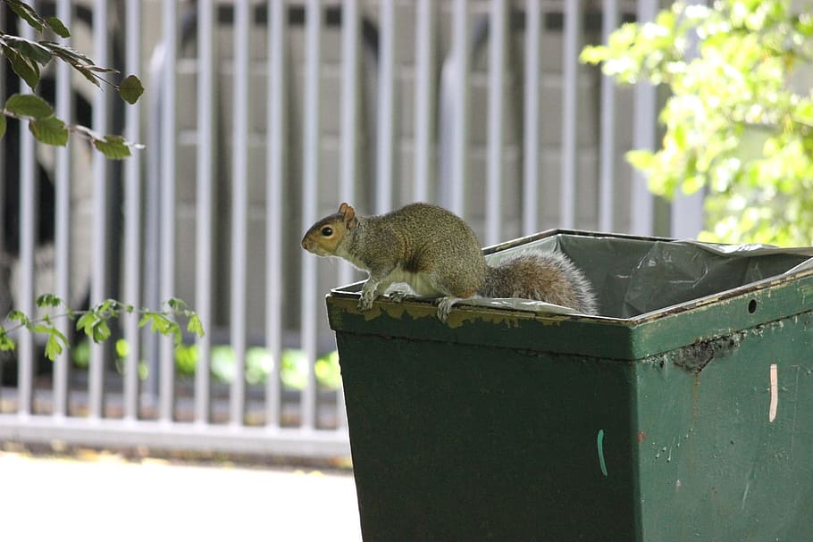 Squirrel, Trash, Bin, Mammal, park, rodent, furry, wildlife HD wallpaper