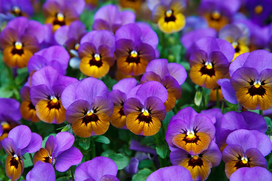 purple-and-brown petaled flowers, pansy, background, bloom HD wallpaper